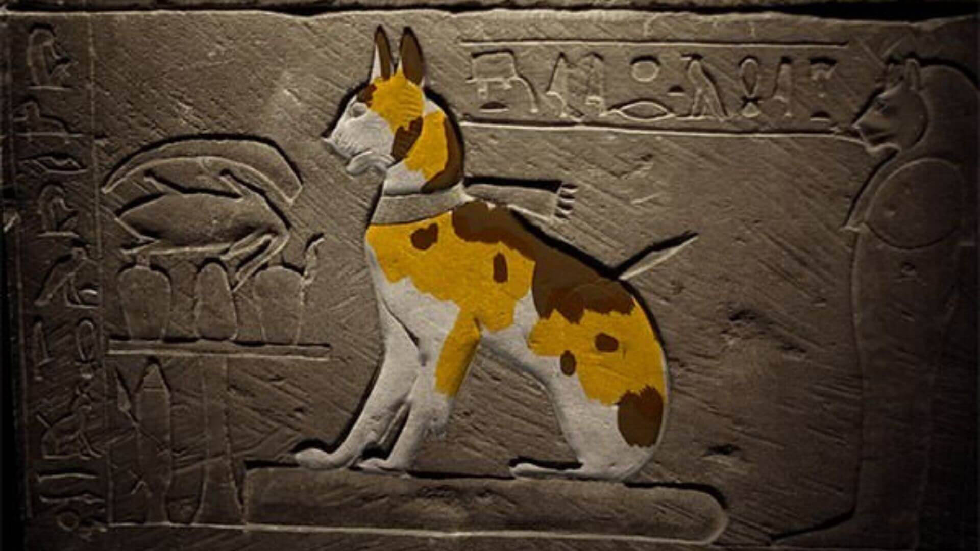 Üç Renkli Kedilerin Spiritüel Anlamı