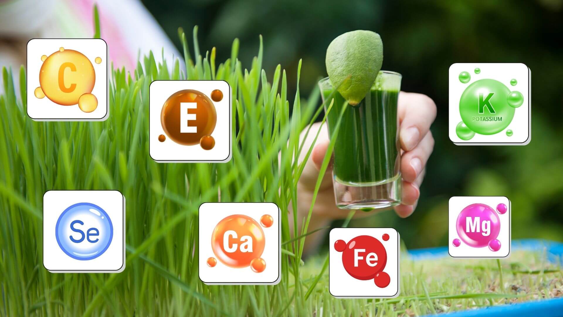 Buğday Çimi Faydaları, Enerji ve Canlılık İçin Doğal Mucize