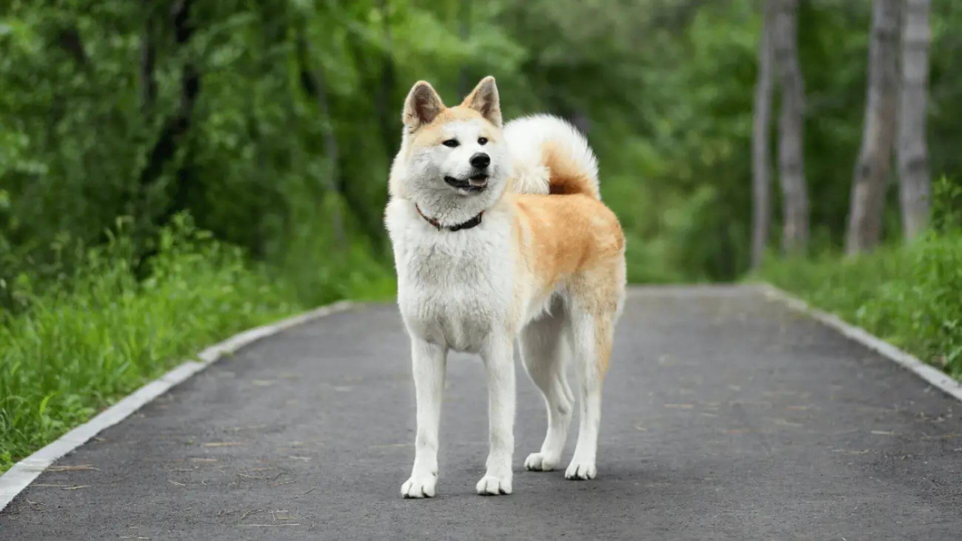 Dev Köpek Irkları - 21 Dev Köpek Cinsi
