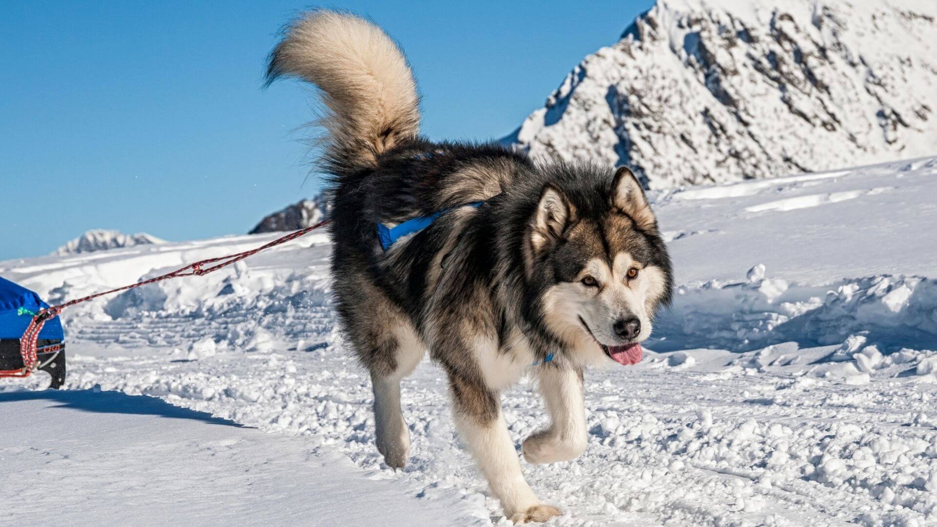Dev Köpek Irkları - 21 Dev Köpek Cinsi