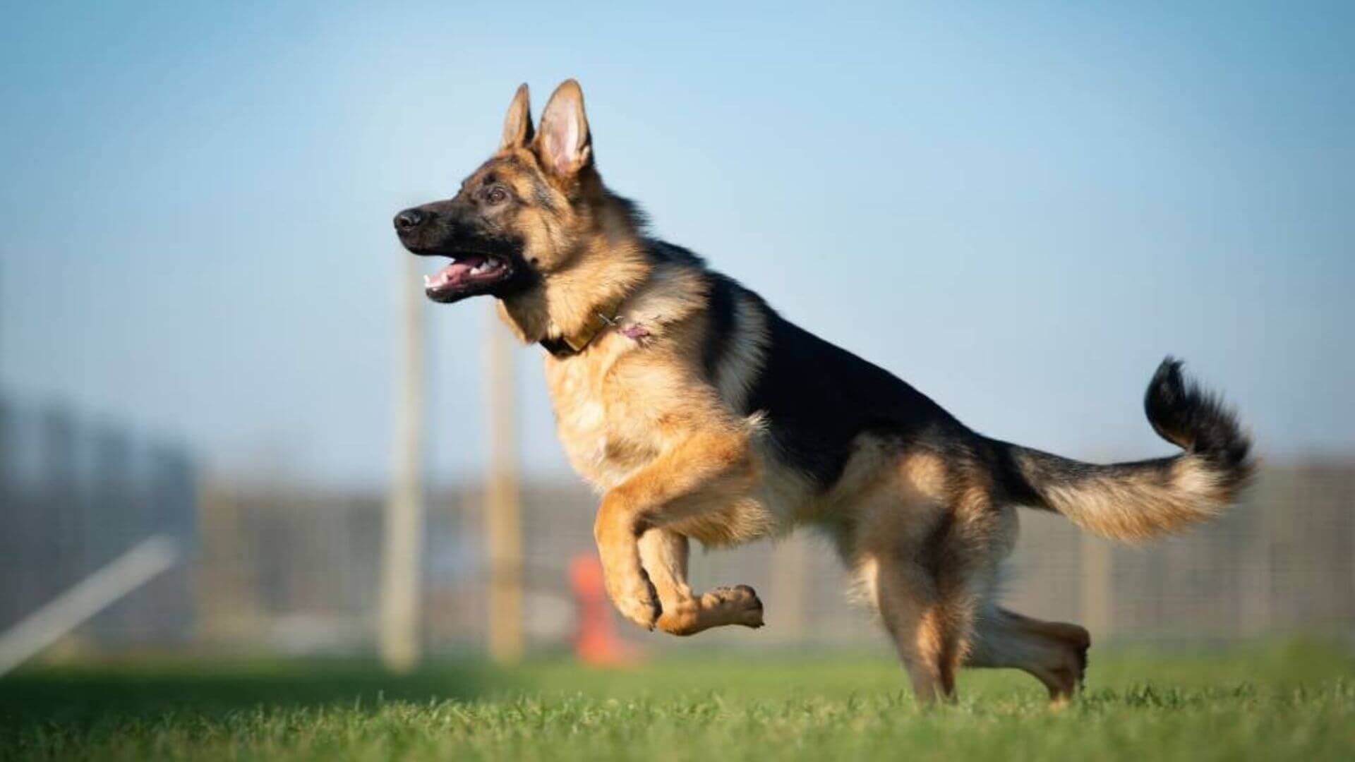 Dev Köpek Irkları - 21 Dev Köpek Cinsi
