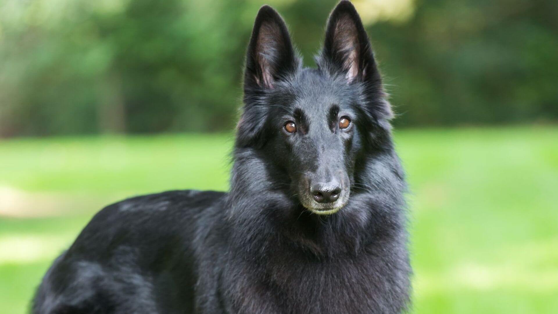 Dev Köpek Irkları - 21 Dev Köpek Cinsi