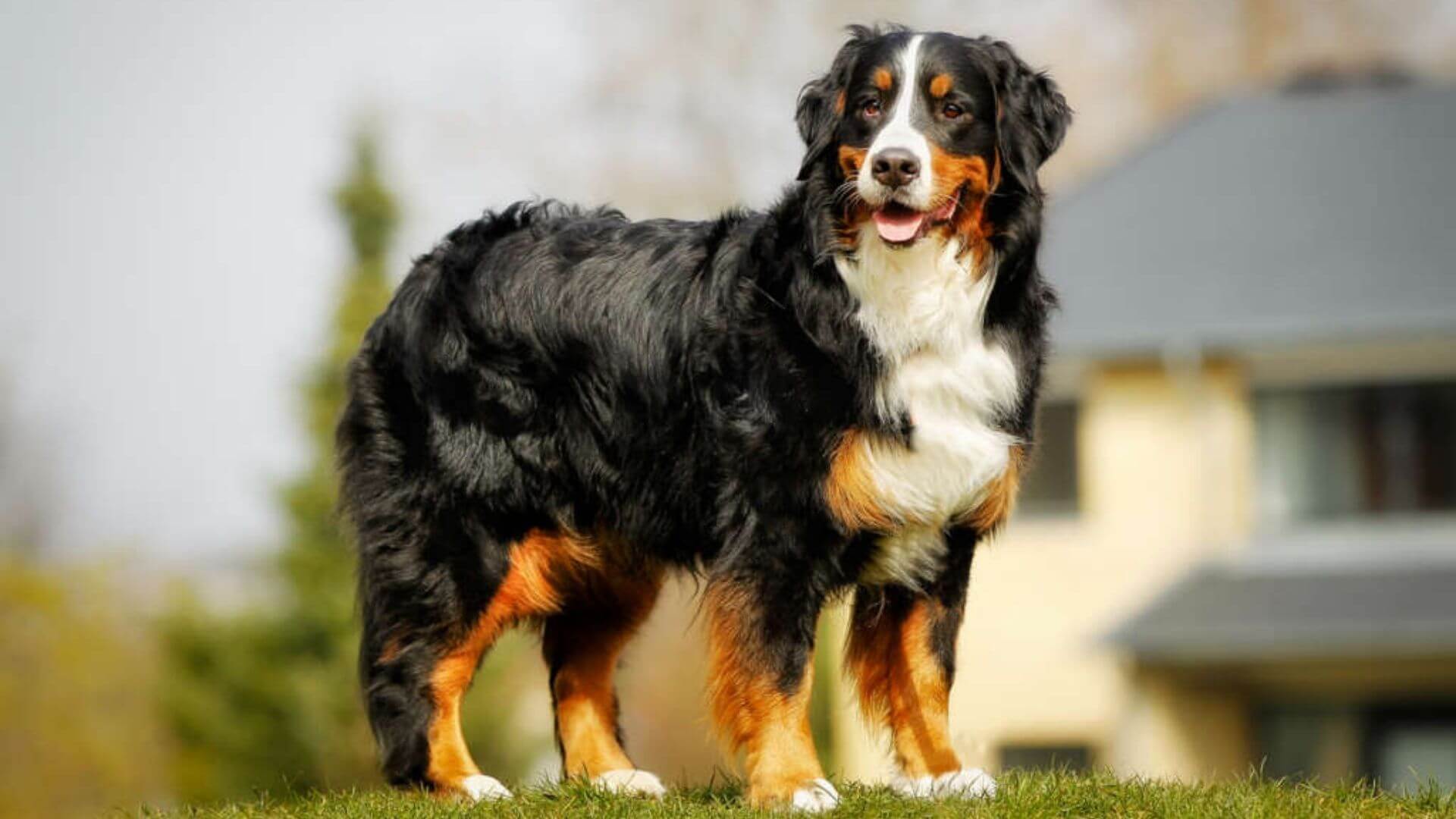 Dev Köpek Irkları - 21 Dev Köpek Cinsi