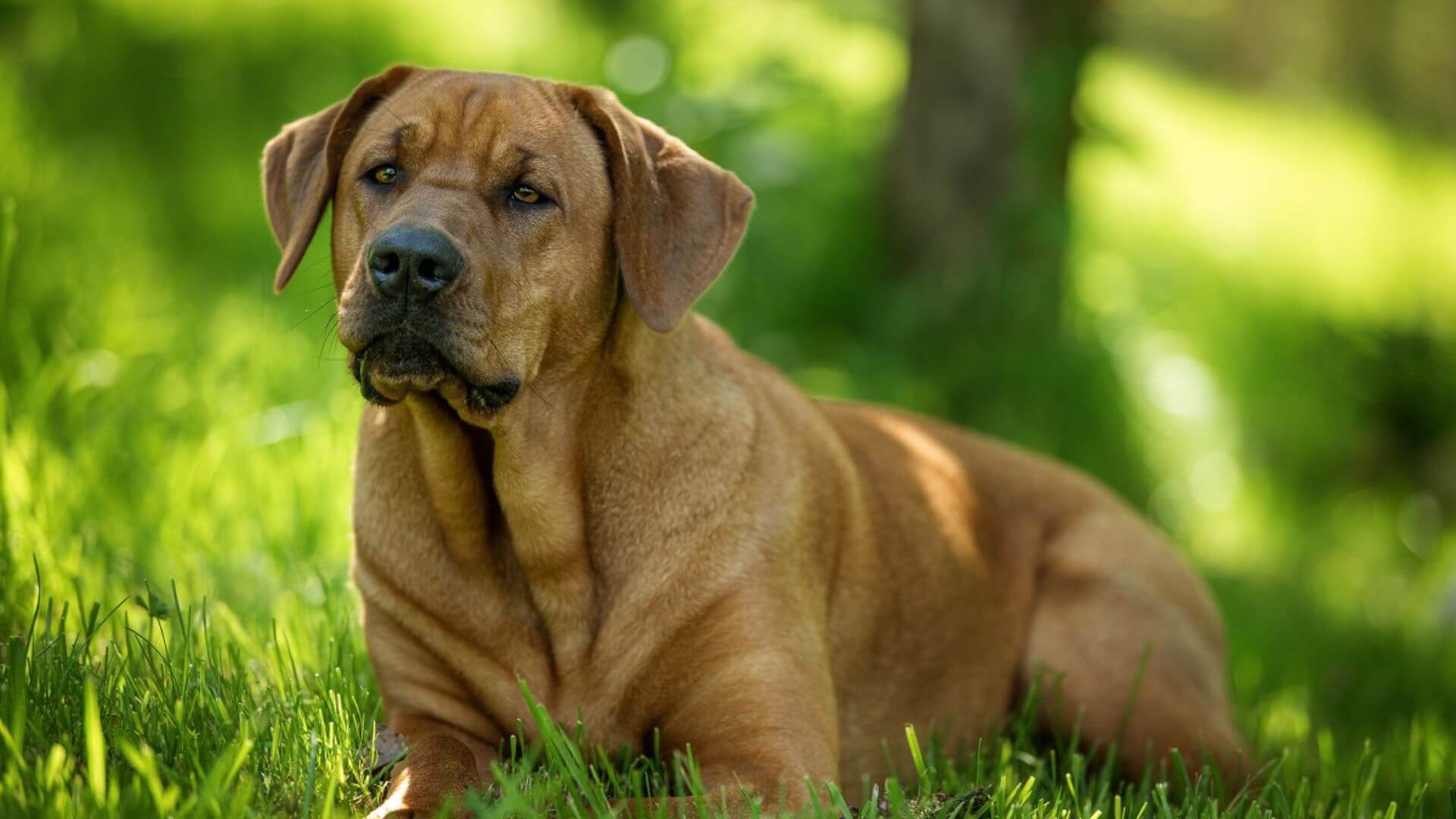 Dev Köpek Irkları - 21 Dev Köpek Cinsi