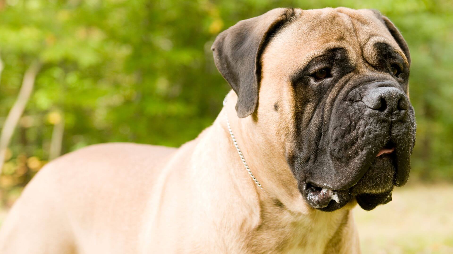 Dev Köpek Irkları - 21 Dev Köpek Cinsi
