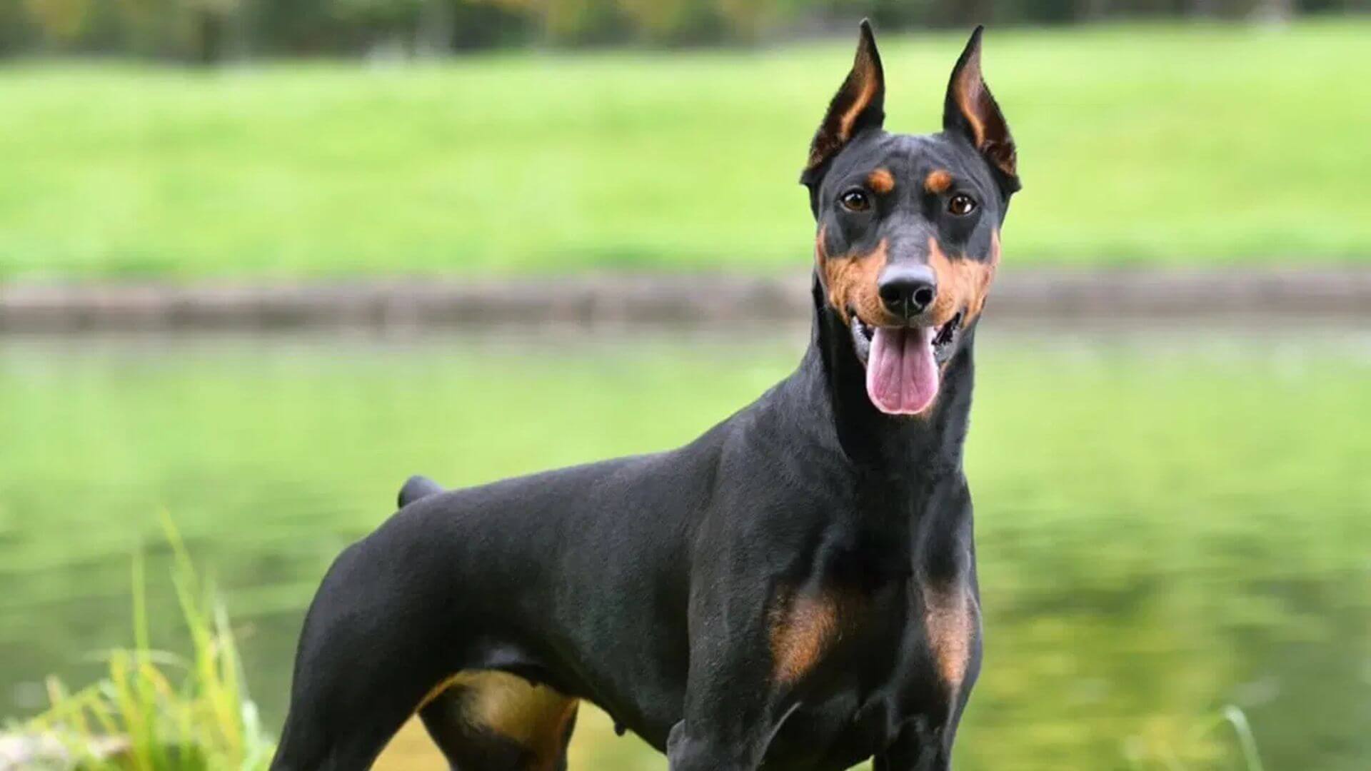 Dev Köpek Irkları - 21 Dev Köpek Cinsi