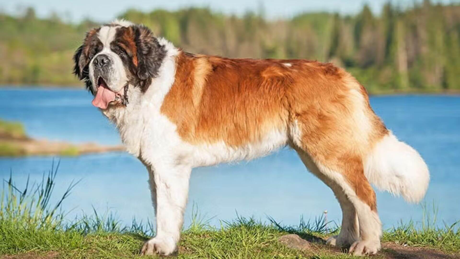 Dev Köpek Irkları - 21 Dev Köpek Cinsi