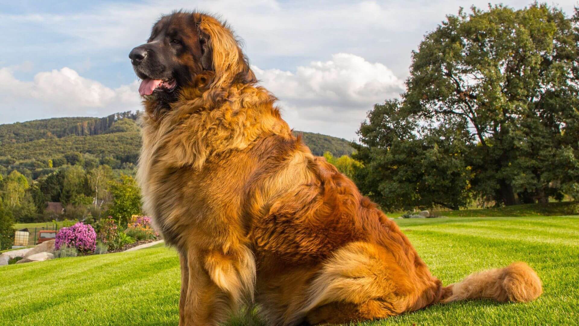 Dev Köpek Irkları - 21 Dev Köpek Cinsi