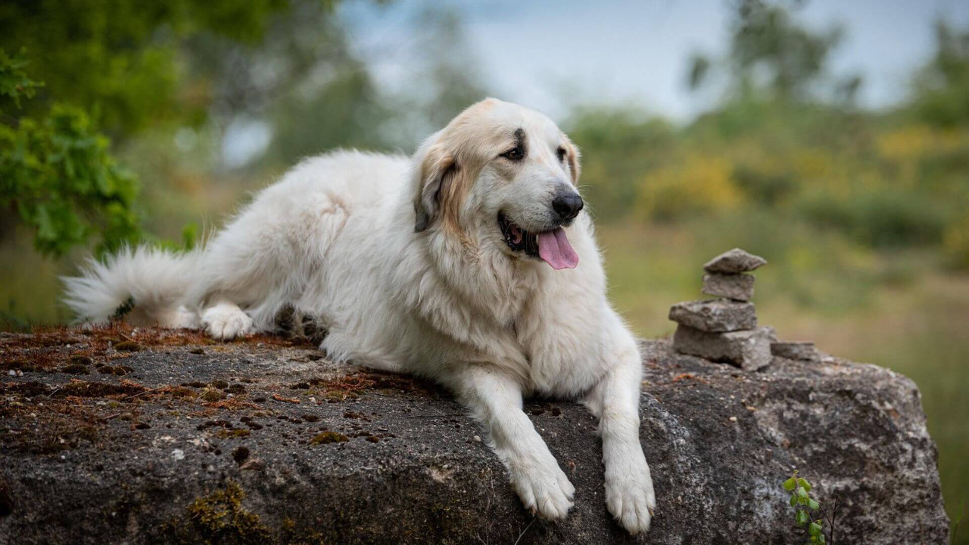 Dev Köpek Irkları - 21 Dev Köpek Cinsi