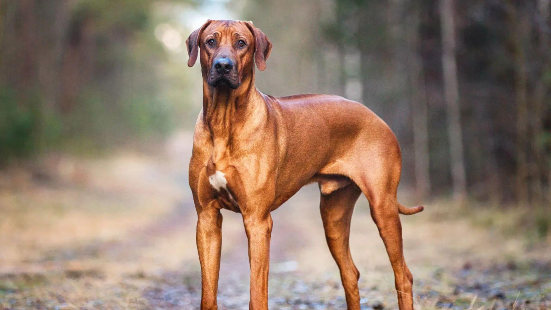 Dev Köpek Irkları - 21 Dev Köpek Cinsi
