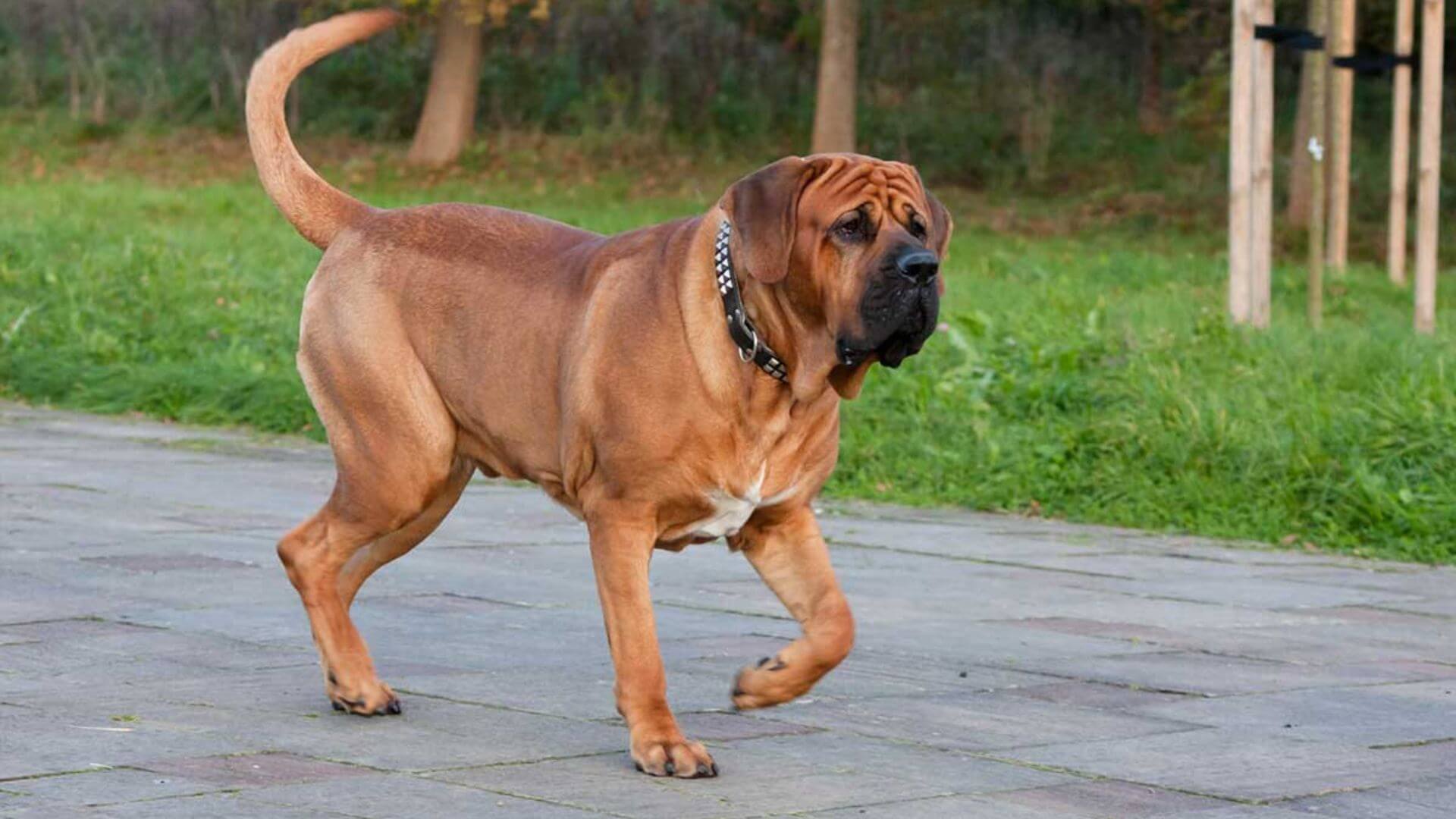 Dev Köpek Irkları - 21 Dev Köpek Cinsi