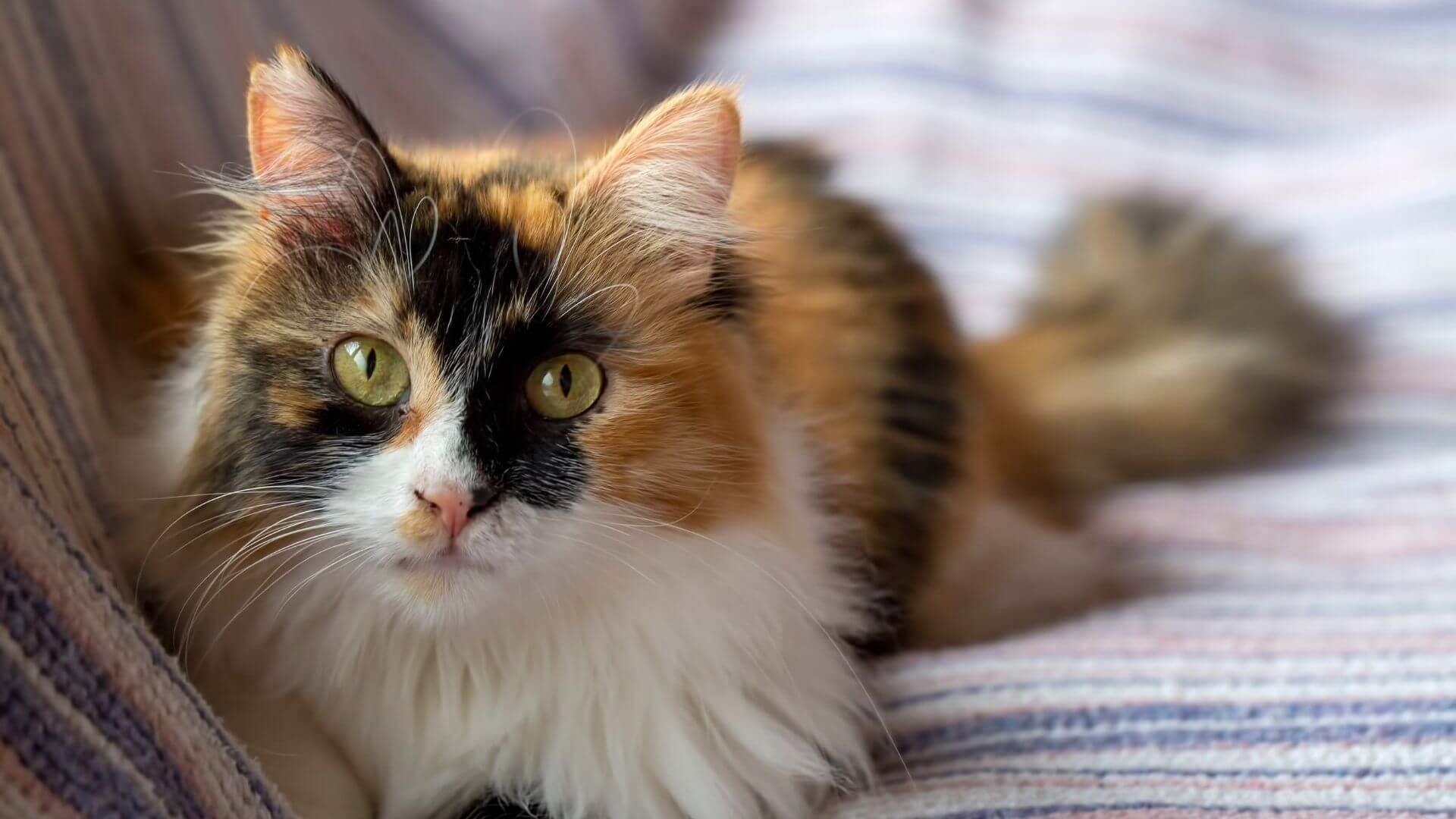 Kediler Ruhsal Koruyuculukları - Spirütüel Sırlar