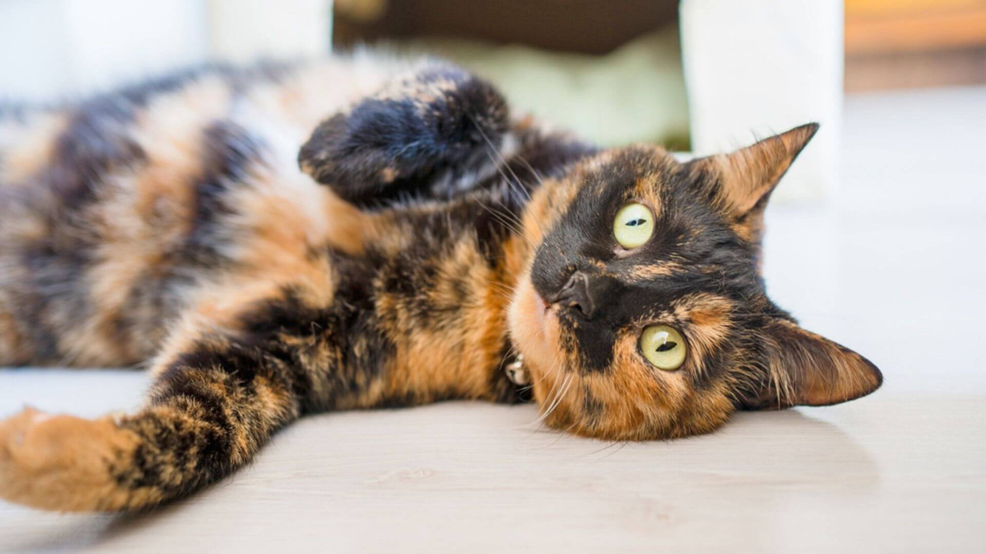 Kediler Tüy Renklerine Göre Koruyuculukları - Spirütüel Sırlar