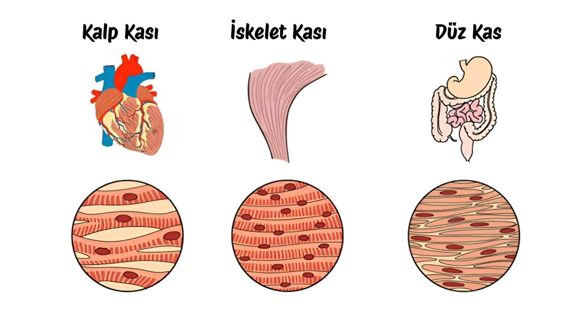 Farklı Antrenmanlarla Gelişen Kas Türleri ve Etkileri