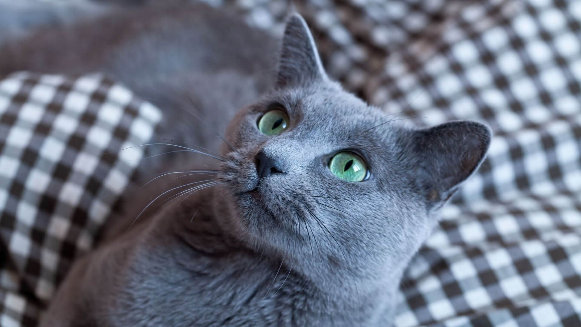 Kediler Tüy Renklerine Göre Koruyuculukları - Spirütüel Sırlar