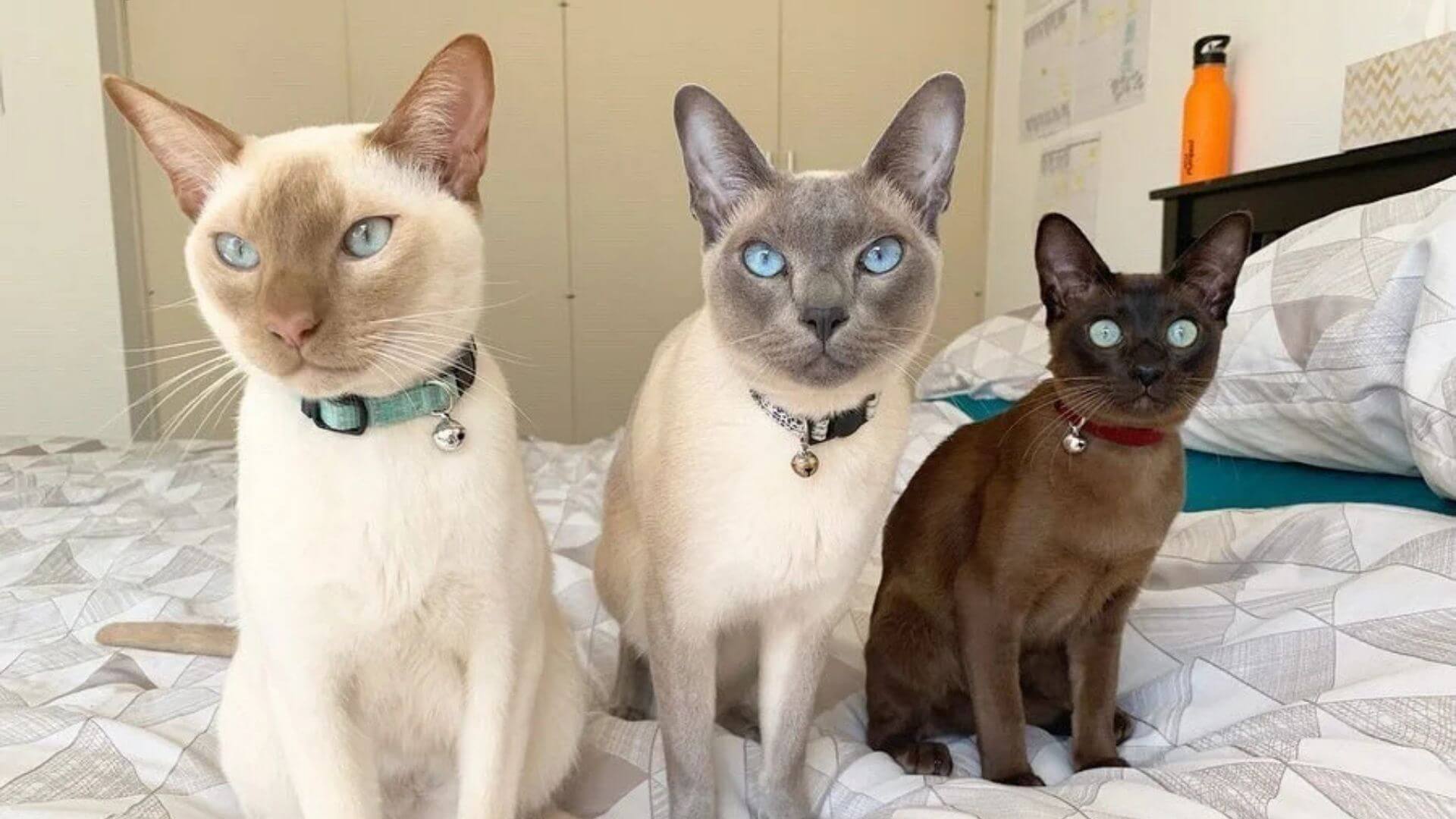 Kediler Koruyuculukları - Spirütüel Sırlar