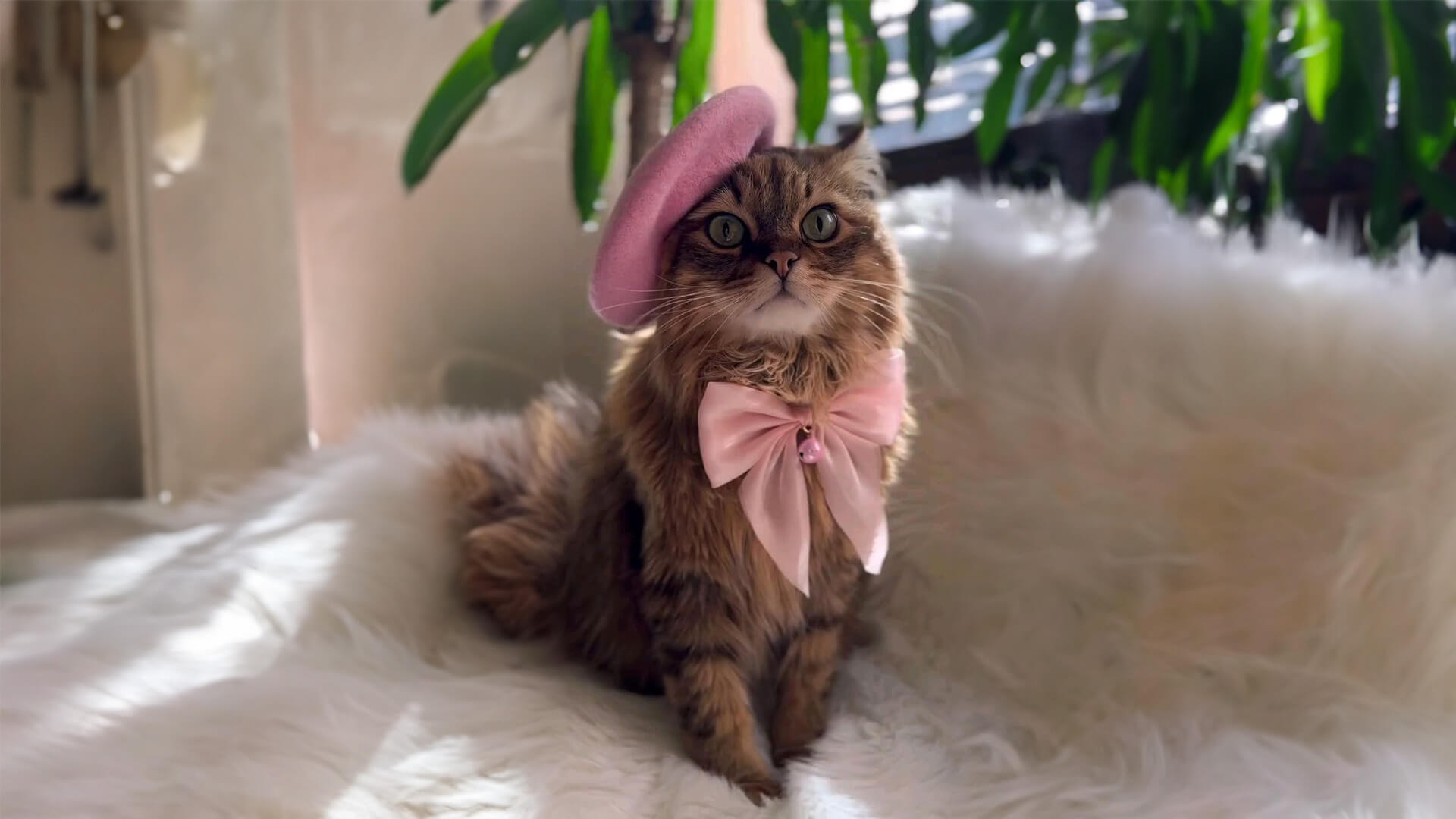 Kedi Sahiplenmenin Beyne Faydaları: Duygusal ve Zihinsel Etkiler