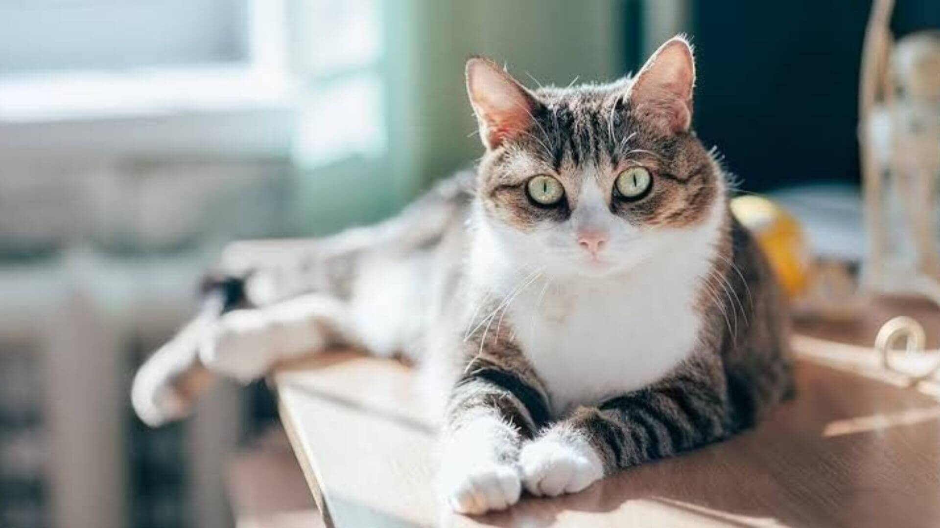 Kedi Sahiplenmenin Beyne Faydaları: Duygusal ve Zihinsel Etkiler