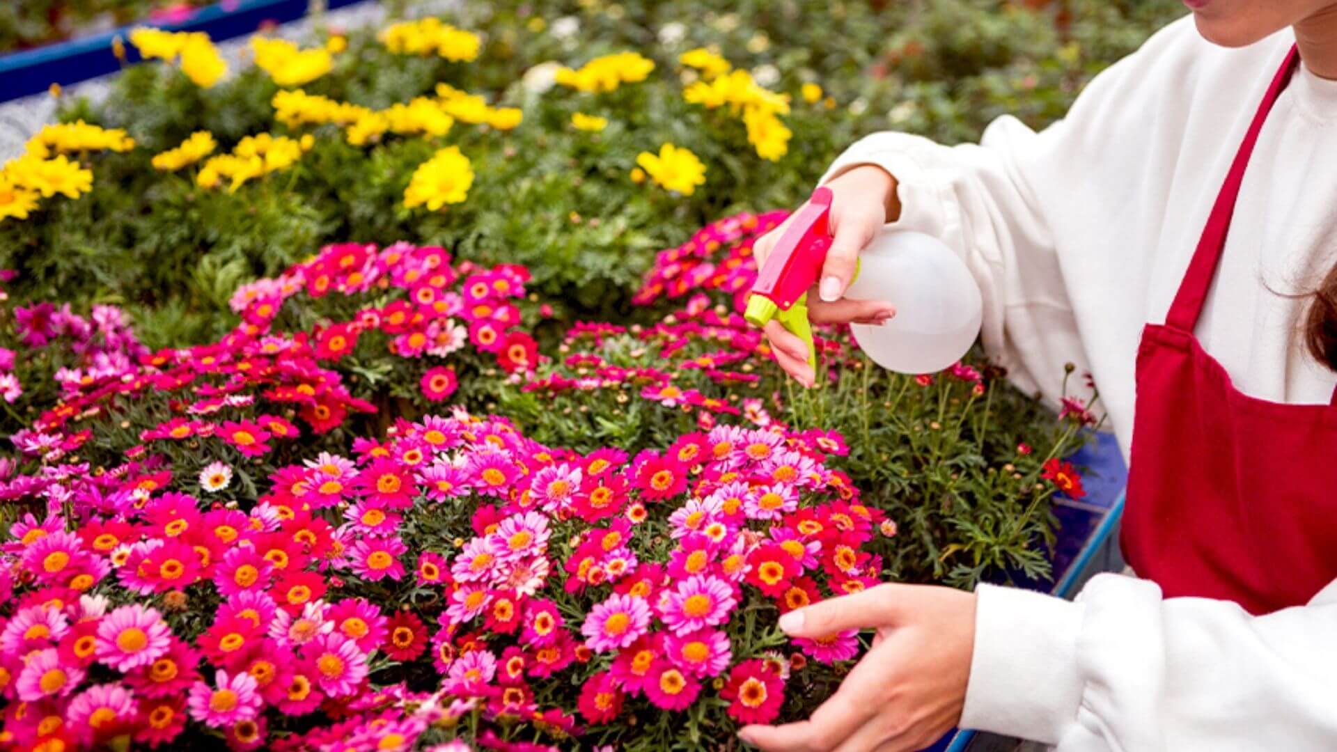 Eylül Doğum Çiçekleri Sarmaşık Çiçeği Ve Aster