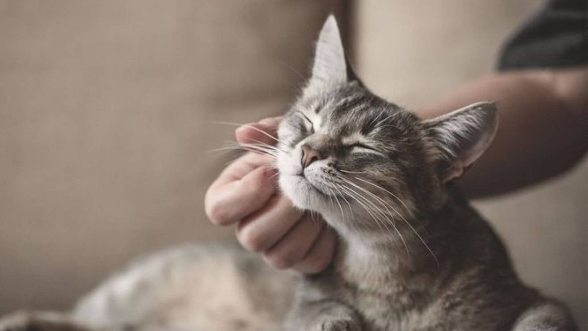 Kedi Sahiplenmenin Beyne Faydaları: Duygusal ve Zihinsel Etkiler