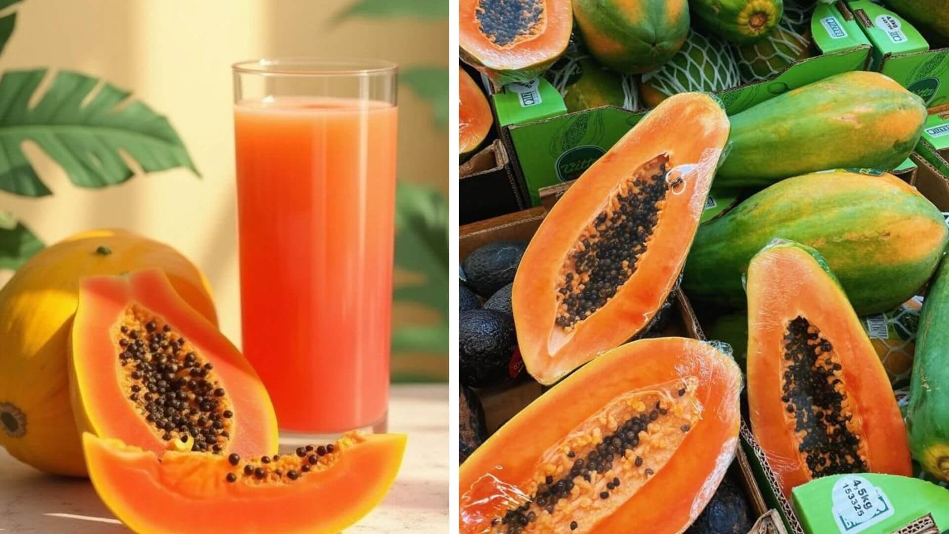Papaya Hakkında Herşey