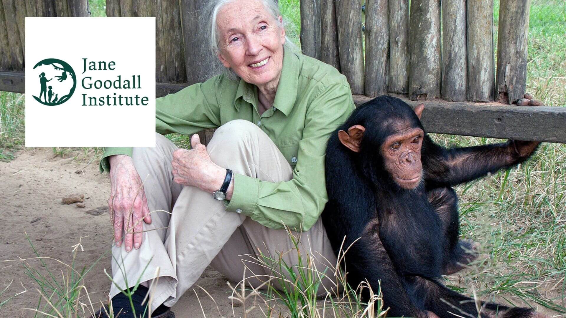 Jane Goodall’un Hayatı ve Mirası: Umudun ve Doğa Korumanın İkonu