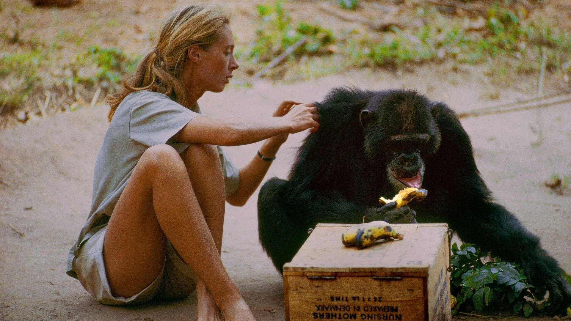 Jane Goodall’un Hayatı ve Mirası: Umudun ve Doğa Korumanın İkonu