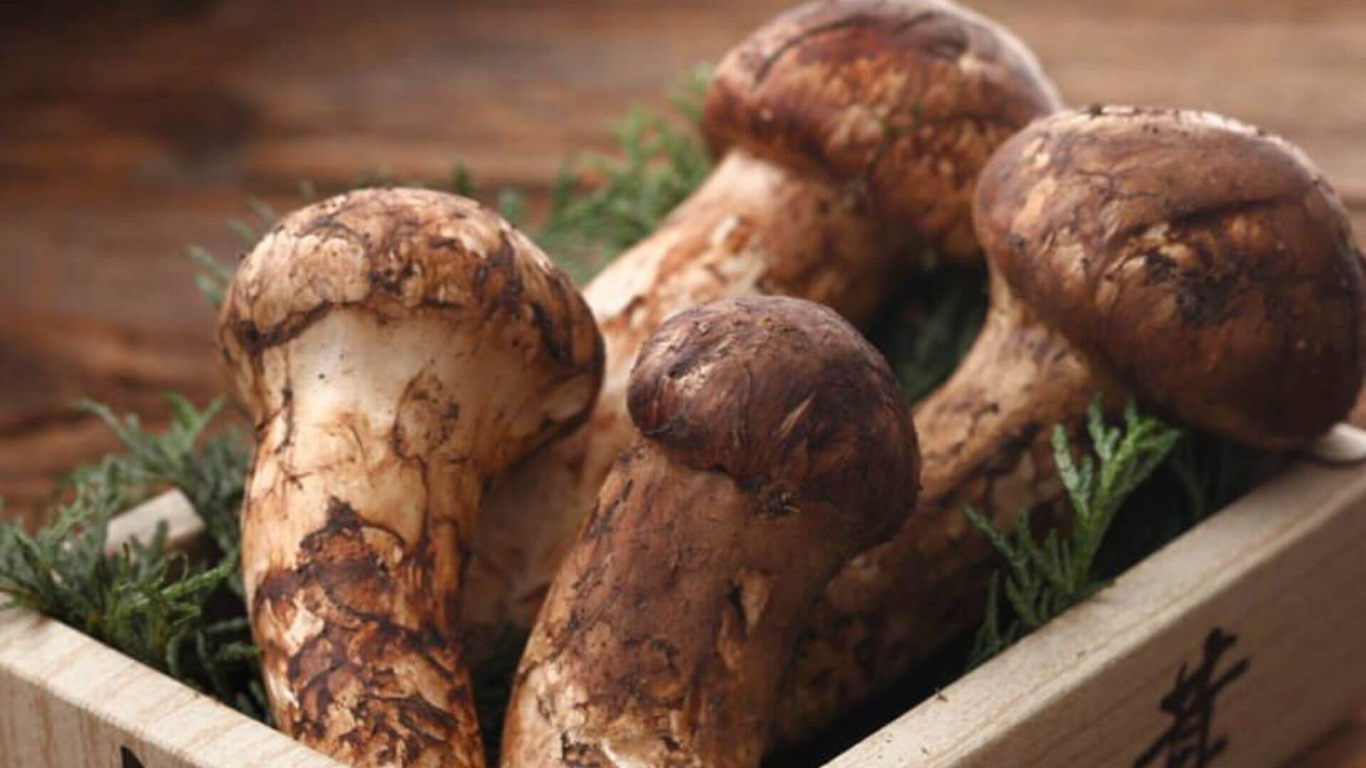 Matsutake Mantarı: Nadir ve Aşırı Pahalı