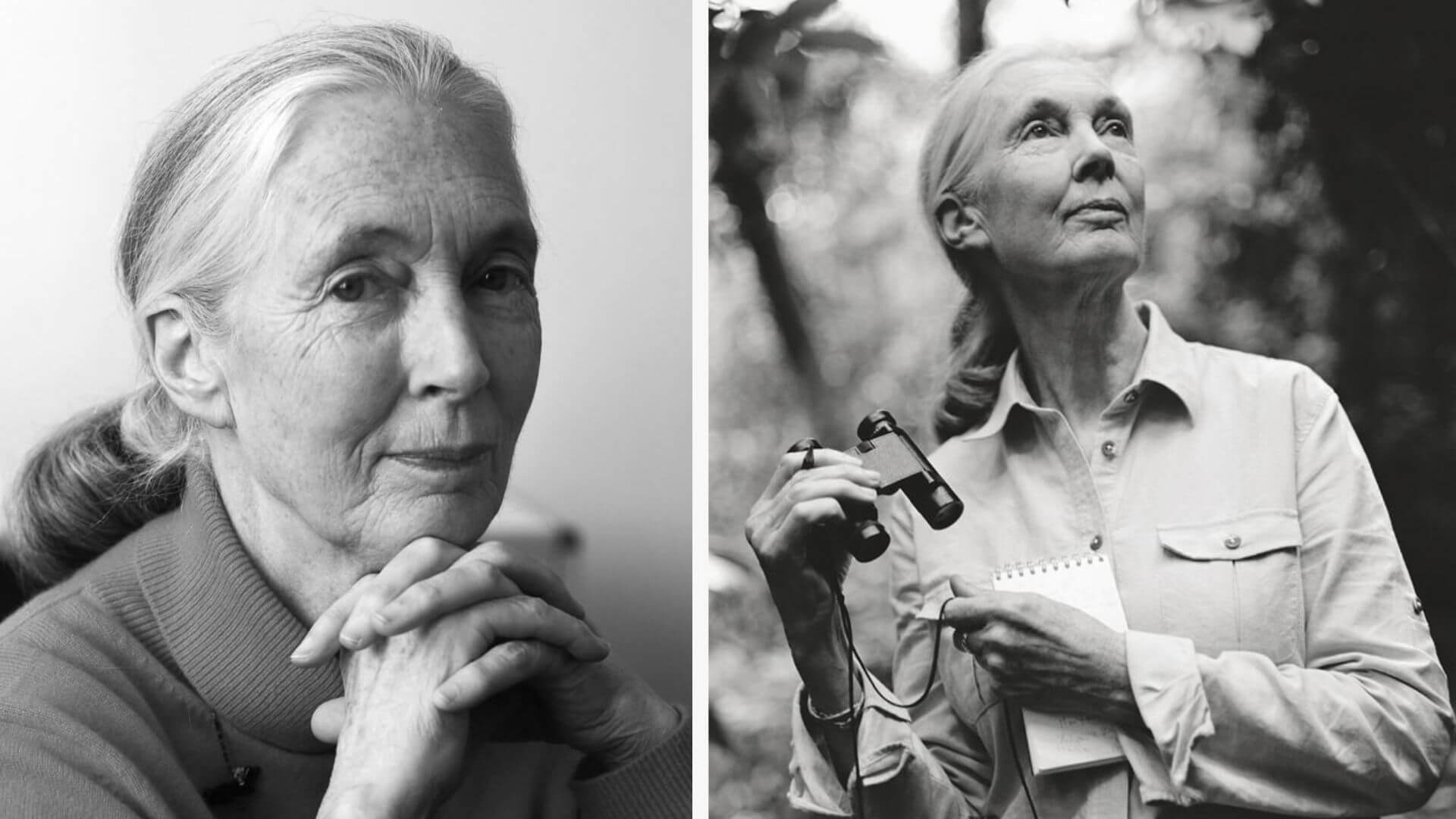 Jane Goodall’un Hayatı ve Mirası: Umudun ve Doğa Korumanın İkonu