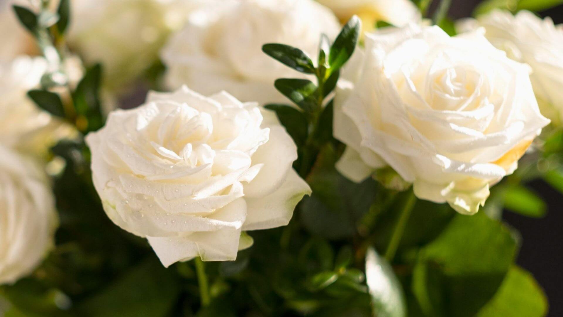 Beyaz Gül Anlamı ve Sembolizmi