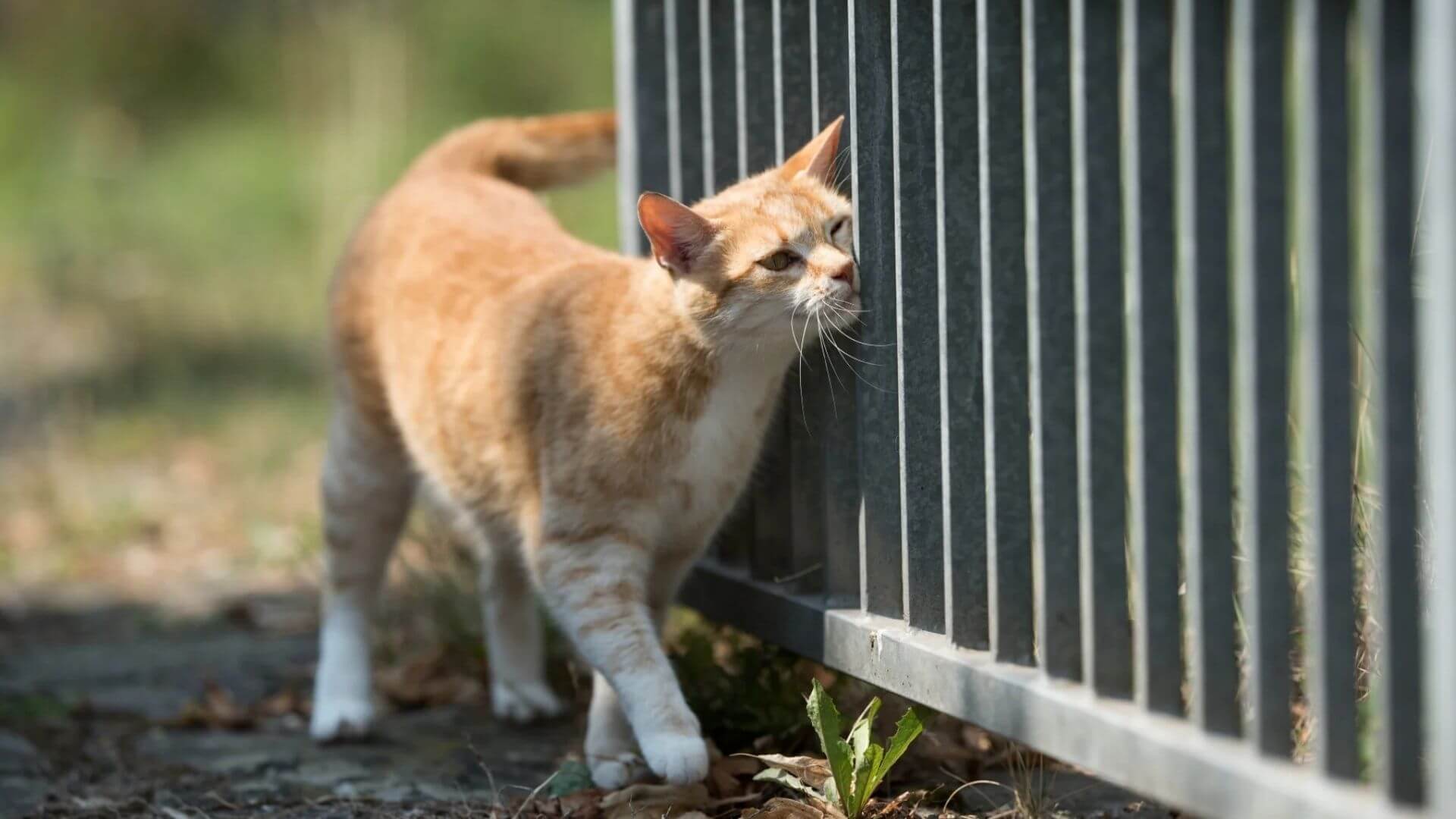 Erkek ve Dişi Kedilerin Farkları