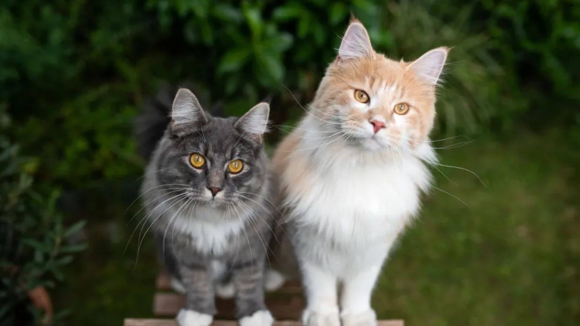 Erkek ve Dişi Kedilerin Farkları