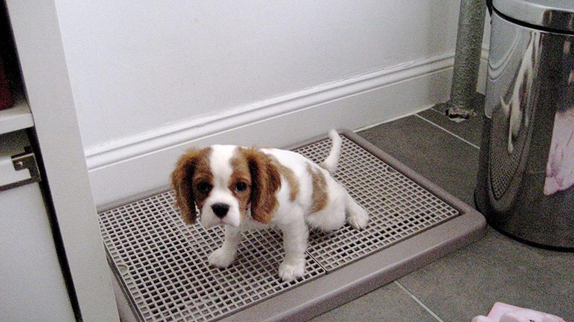 Yavru Köpek Tuvalet Eğitimi