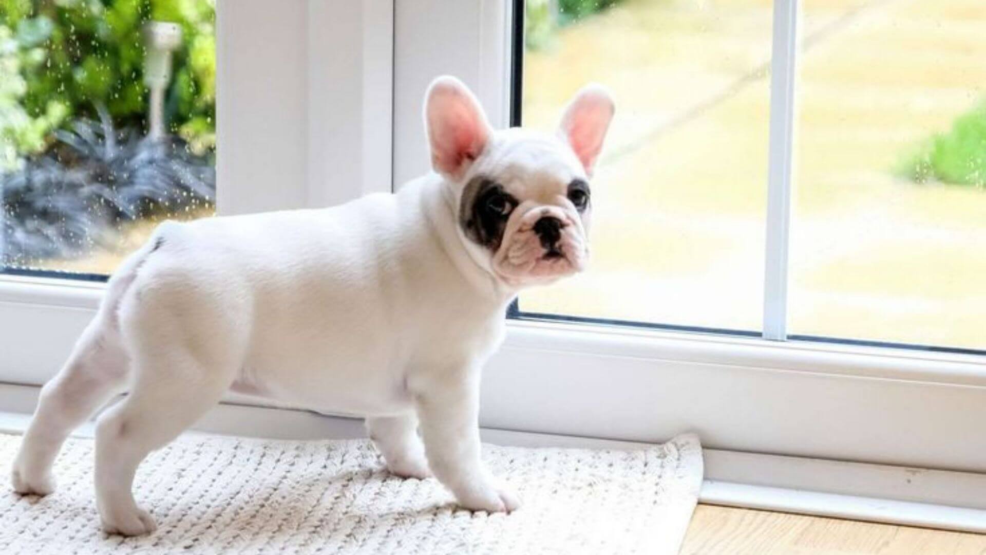 Yavru Köpek Tuvalet Eğitimi