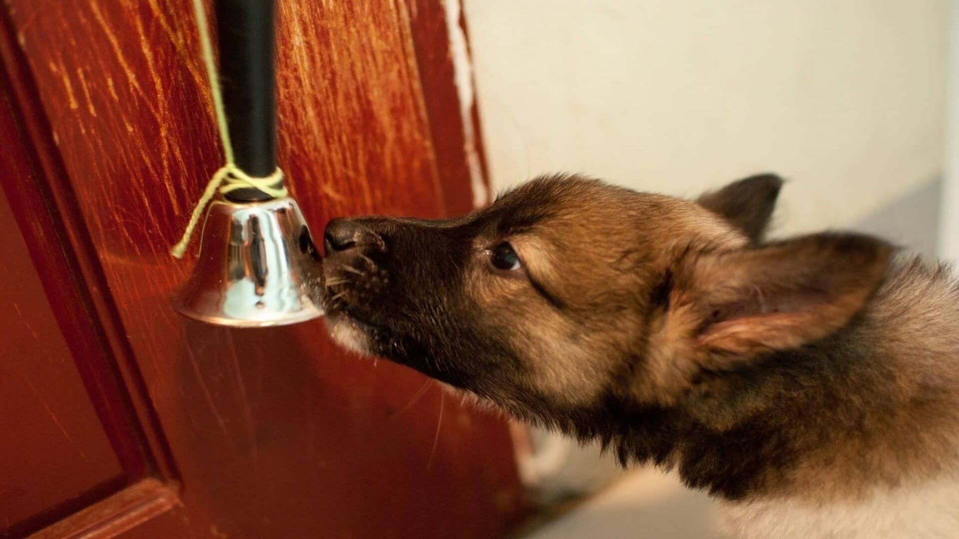 Yavru Köpek Tuvalet Eğitimi