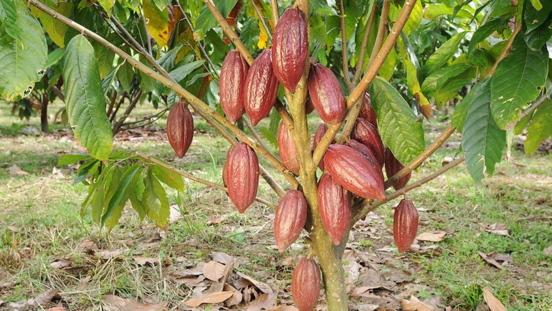 Çikolatanın Tatlı Değil Kültür Olduğu Ülkeler
