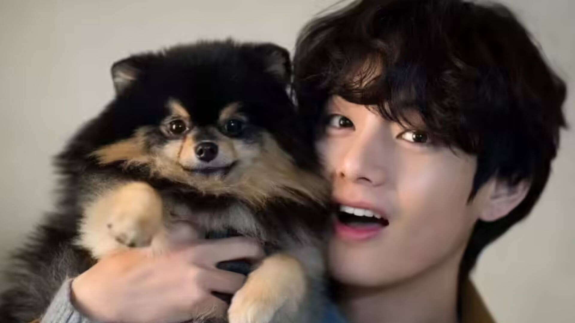 Koreli Yıldızlar ve Kedi İle Köpekleri