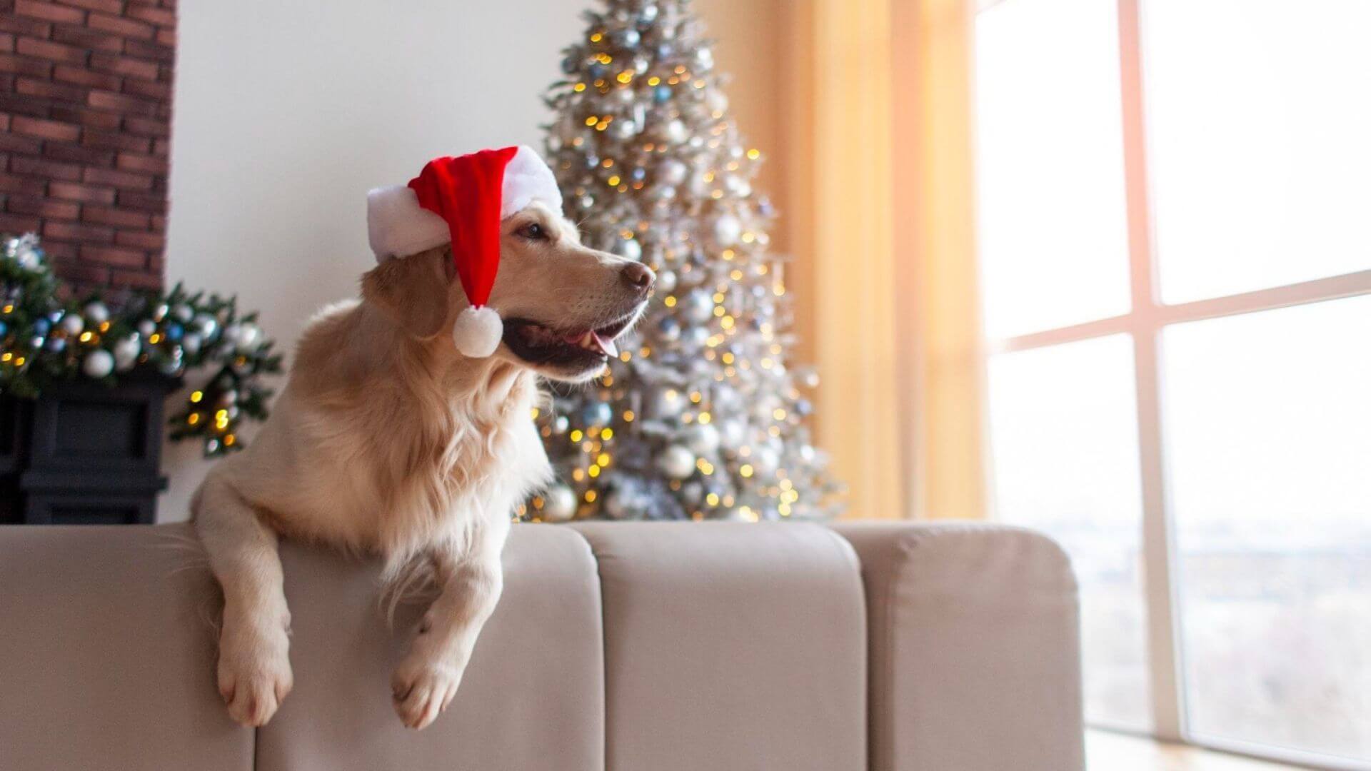 Mutluluk Kaynağı Şapka Takan Sevimli Köpekler