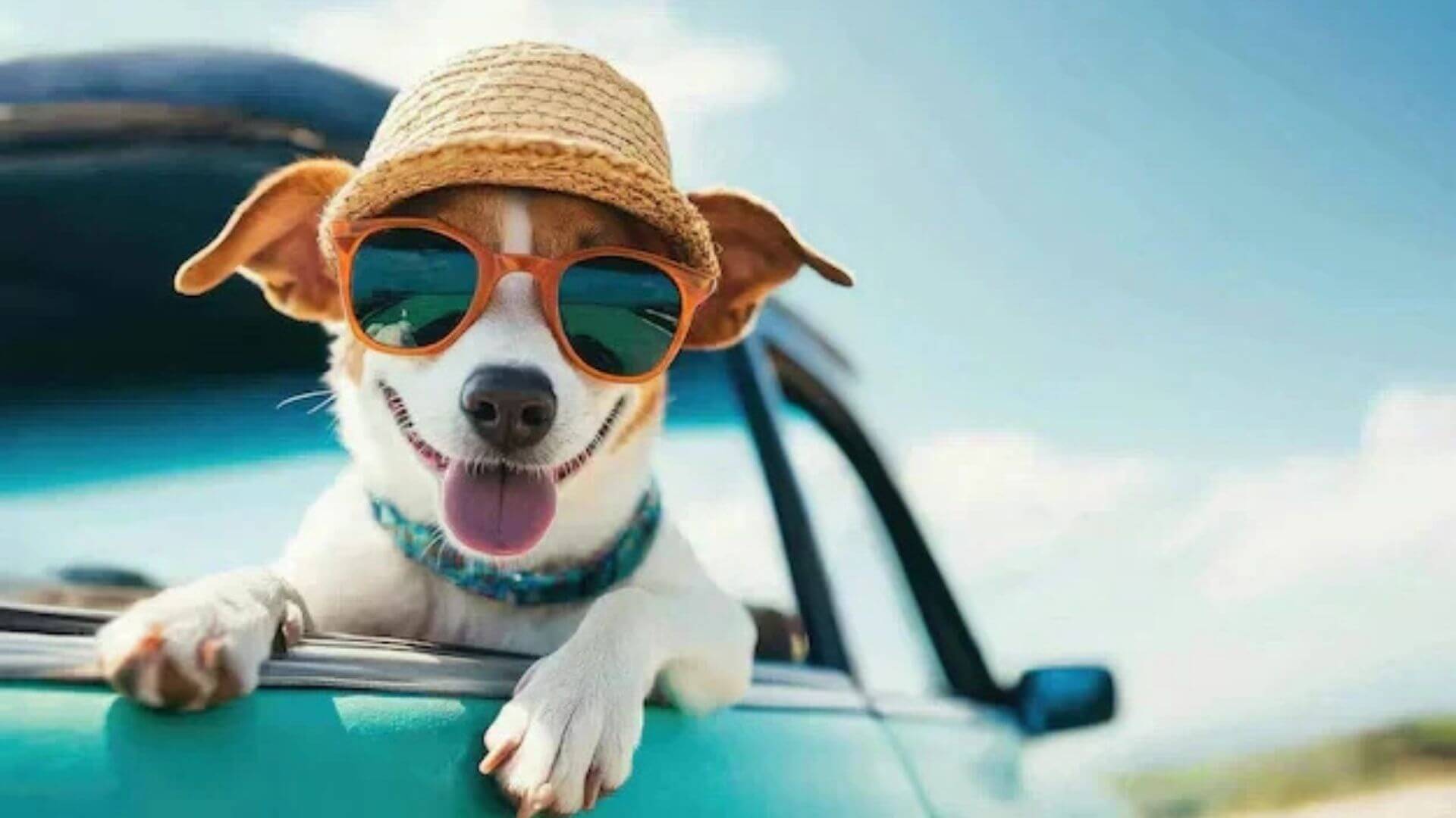 Mutluluk Kaynağı Şapka Takan Sevimli Köpekler