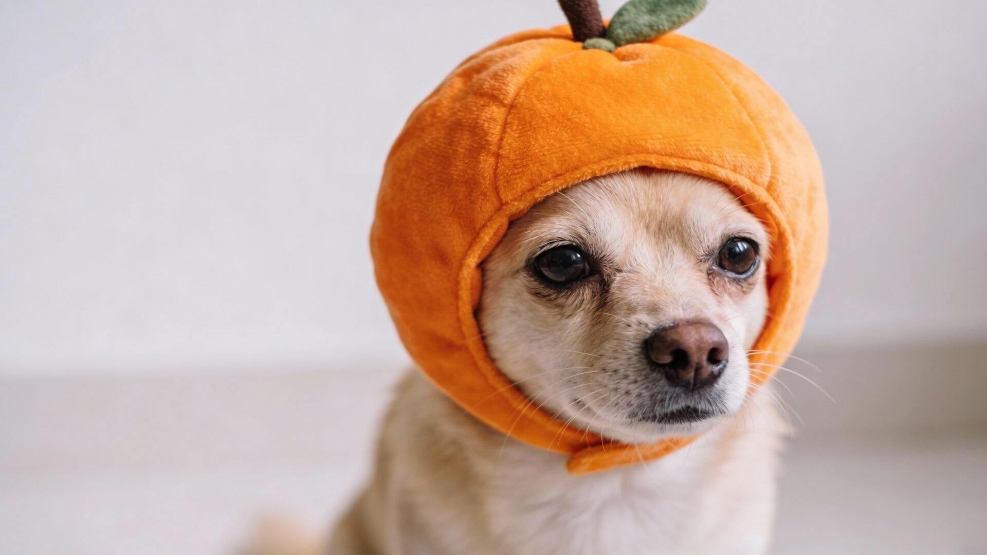 Mutluluk Kaynağı Şapka Takan Sevimli Köpekler