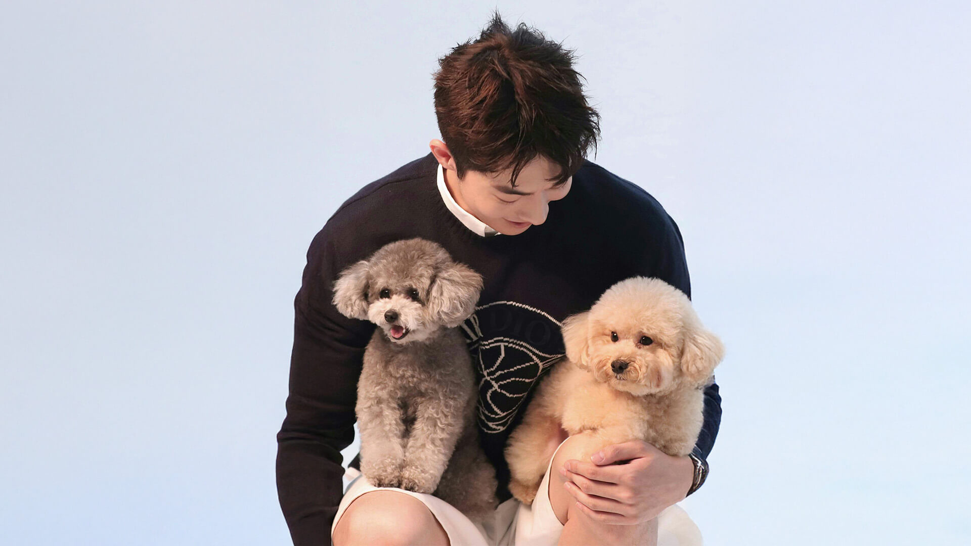 Koreli Yıldızlar ve Kedi İle Köpekleri