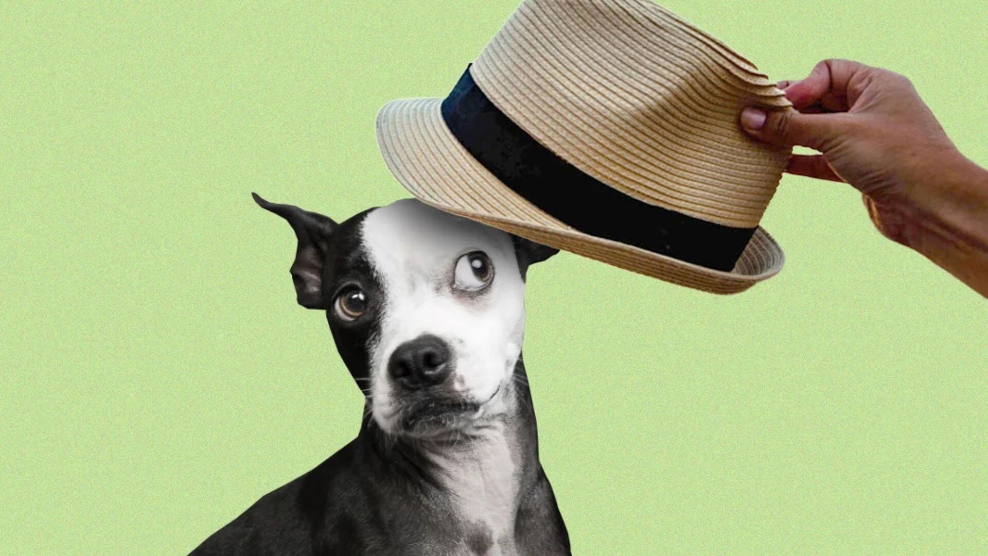 Mutluluk Kaynağı Şapka Takan Sevimli Köpekler