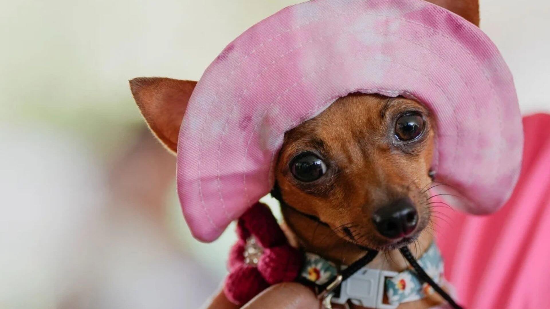 Mutluluk Kaynağı Şapka Takan Sevimli Köpekler