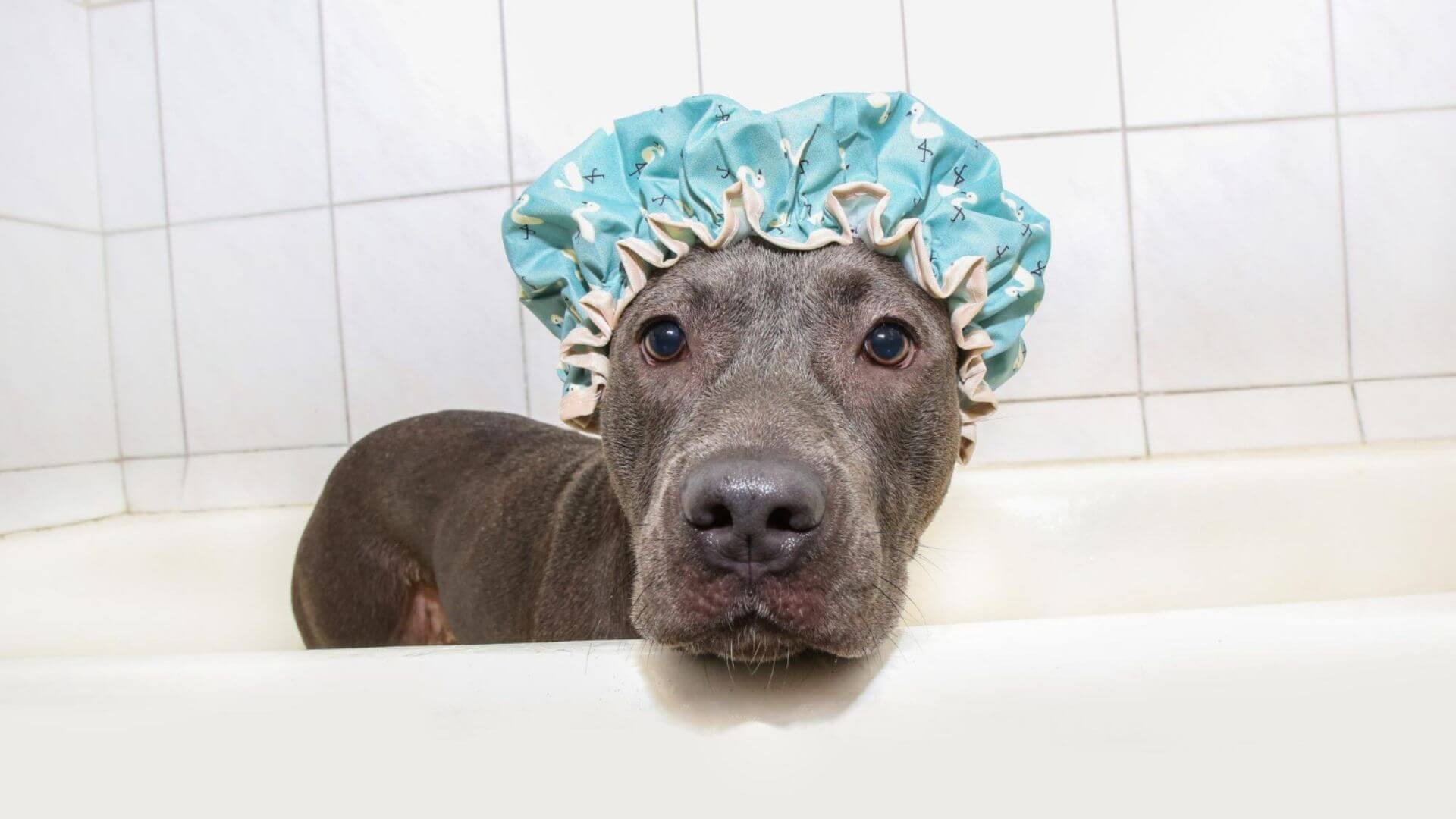 Mutluluk Kaynağı Şapka Takan Sevimli Köpekler 