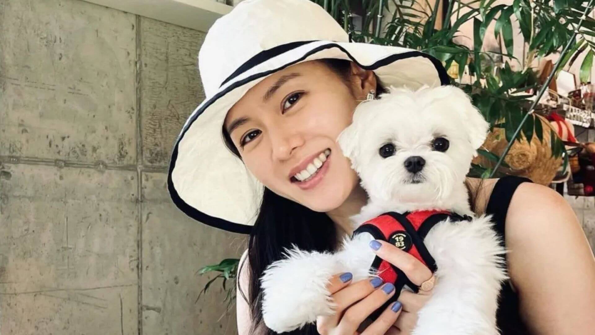 Koreli Yıldızlar ve Kedi İle Köpekleri