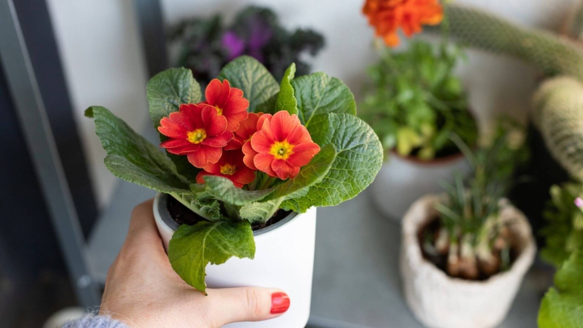 Şubat Ayı Doğum Çiçekleri: Menekşe, Süsen ve Çuha Çiçeği