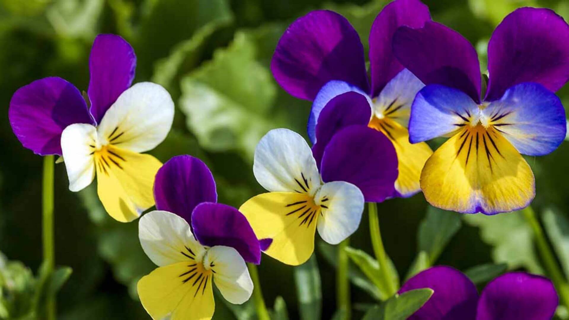 Şubat Ayı Doğum Çiçekleri: Menekşe, Süsen ve Çuha Çiçeği