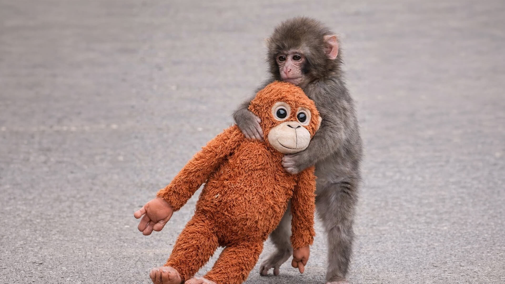 İnternet Fenomeni Bebek Makak Punch
