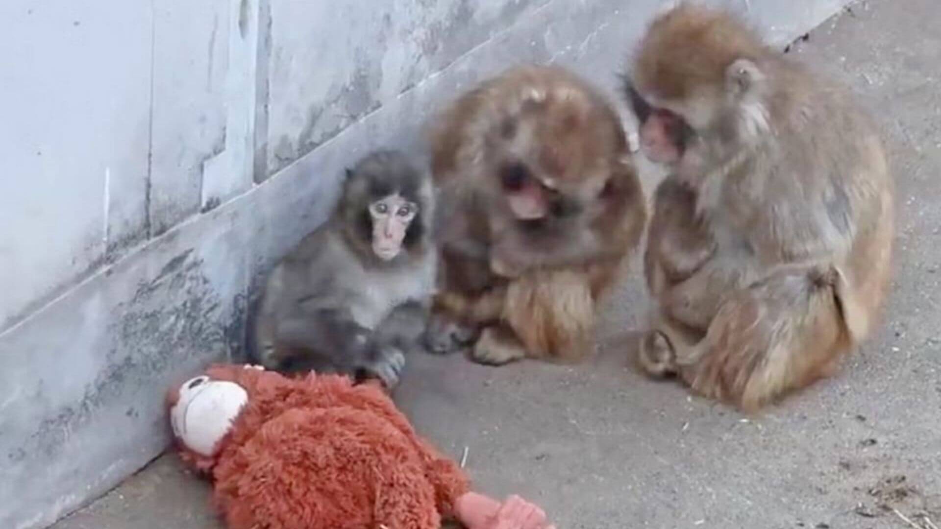 İnternet Fenomeni Bebek Makak Punch