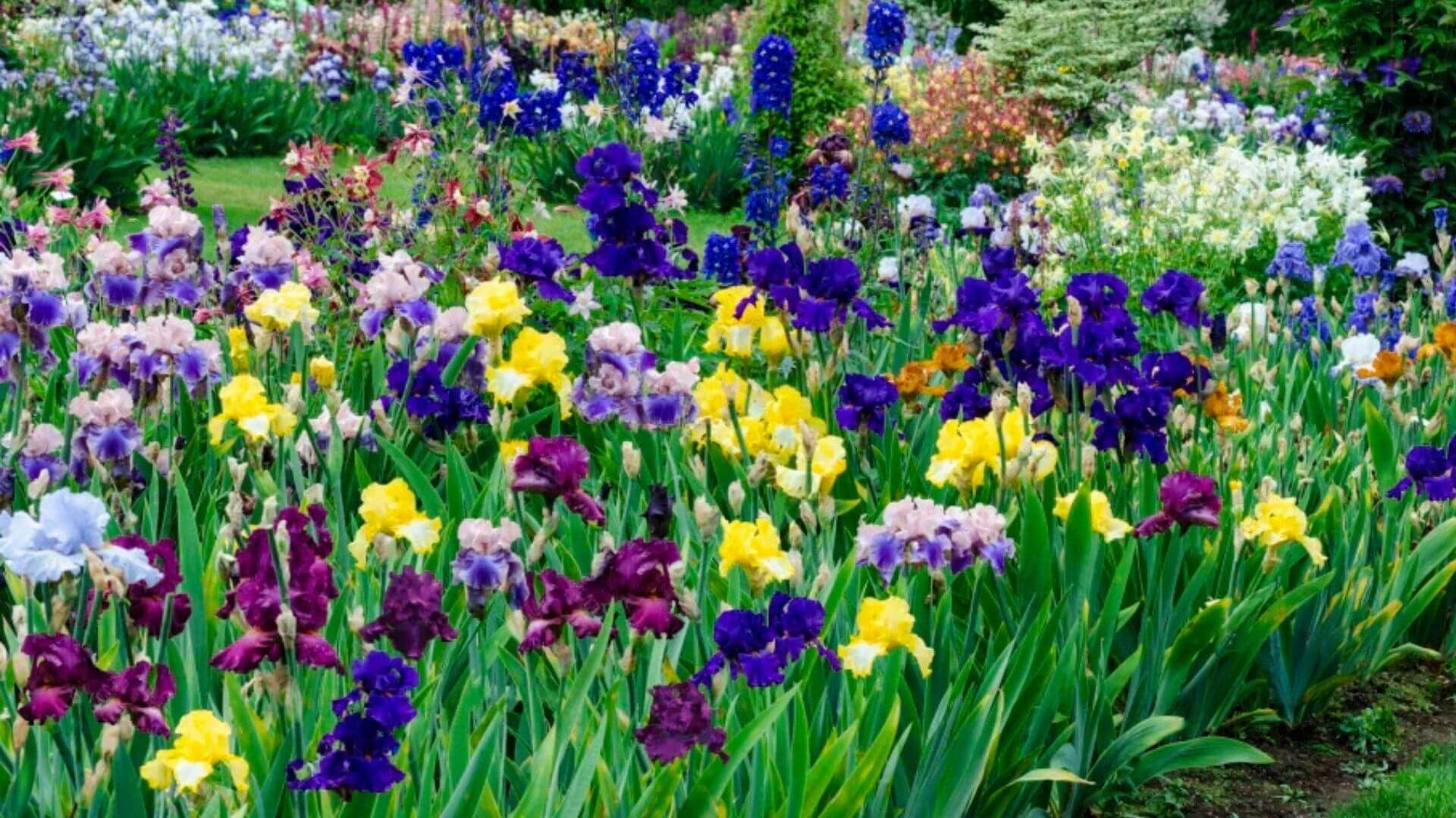 Şubat Ayı Doğum Çiçekleri: Menekşe, Süsen ve Çuha Çiçeği